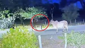 Captura de imagen del supuesto fantasma a caballo en Costa Rica