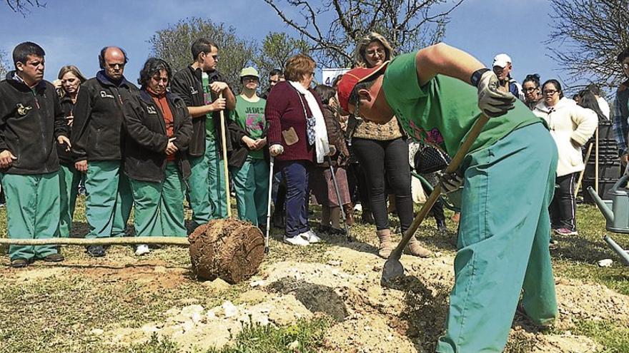 Aprosuba de Almendralejo planta 40 árboles para recordar sus 40 años