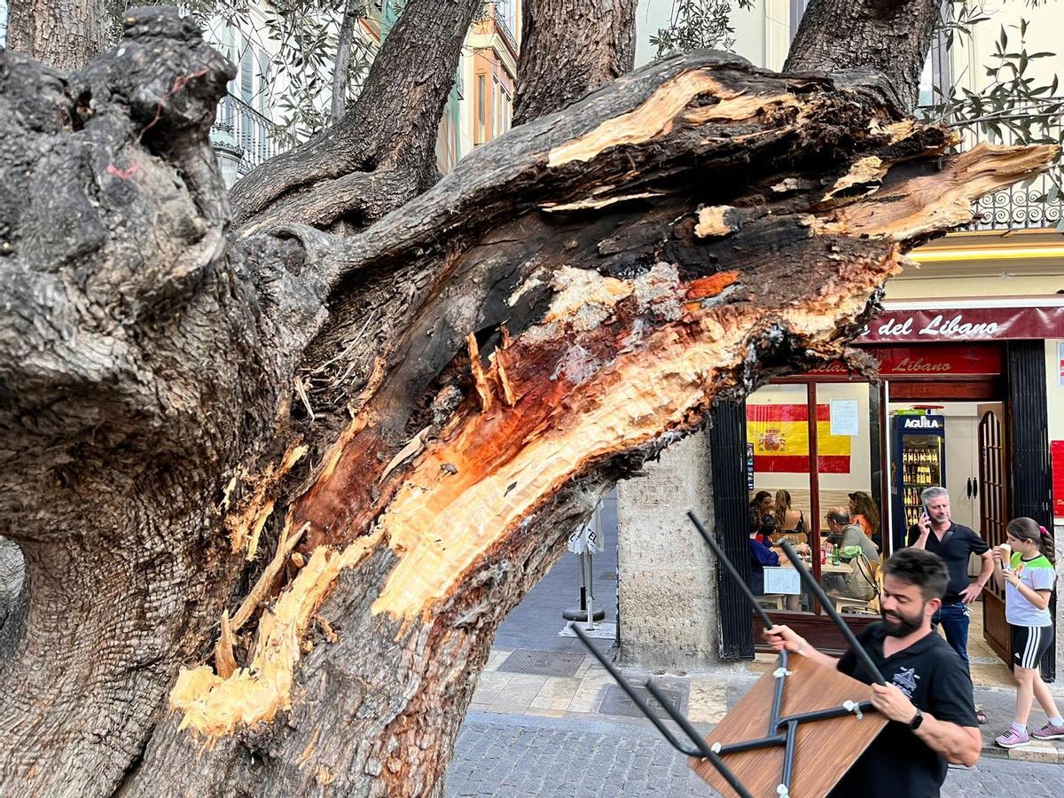 Vecinos y hosteleros de la plaza del Doctor Collado alertan del estado del primer olivo de València