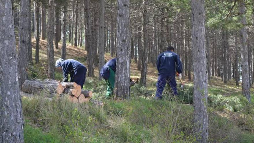 El taller de empleo mejora la pinada de la Alameda de Morella