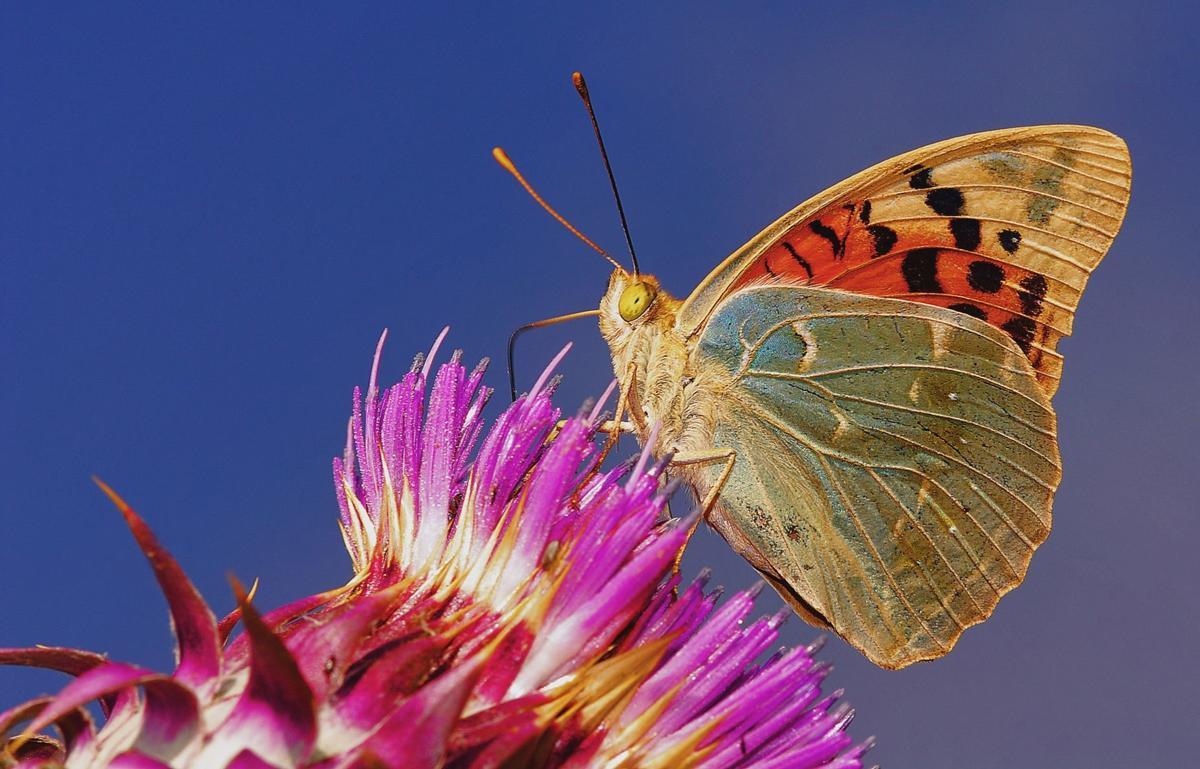 Refleja la fauna, flora y diversidad de paisajes a lo largo de este corredor medioambiental que rodea a la región