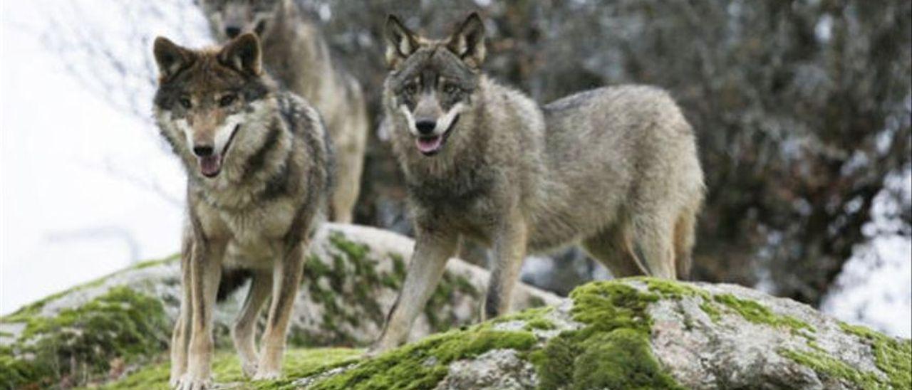 El PSOE avala proteger el lobo en toda España y el PP augura que implicará “aniquilar la ganadería”.