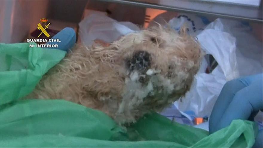 Intervenidos 400 perros en estado lamentable en Vinaròs
