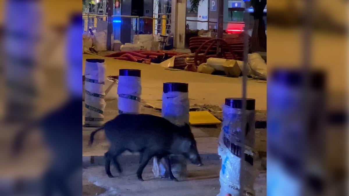 Jabali en las ramblas