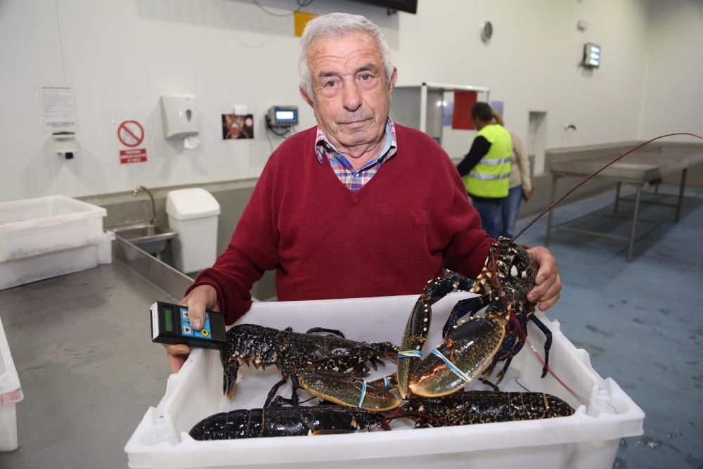 Capturas de bogavante y pulpo en O Grove // Miguel Muñiz