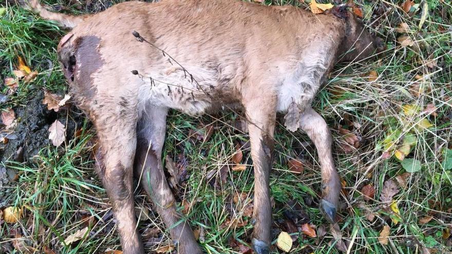 Denuncian un ataque de lobos en Tablao de Lena, el segundo este mes