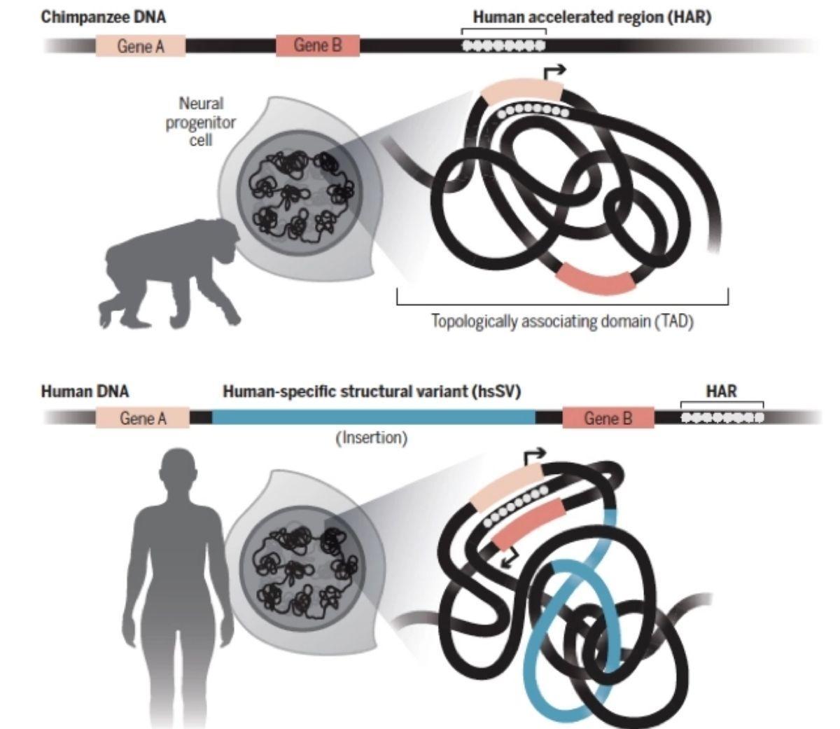 El gráfico muestra cómo los cambios estructurales pueden conducir al secuestro del potenciador HAR, un elemento clave en las variaciones del ADN que propiciaron el desarrollo único del cerebro humano.