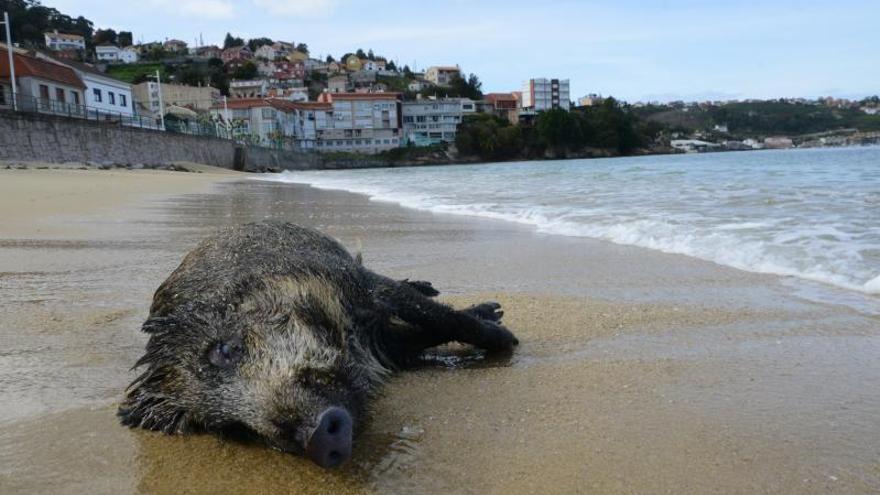 Un náufrago en la playa de Banda do Río