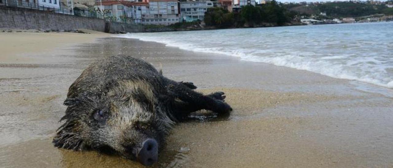 El jabalí apareció en la playa urbana de Banda do Río y el Concello asumirá su retirada.   | // GONZALO NÚÑEZ