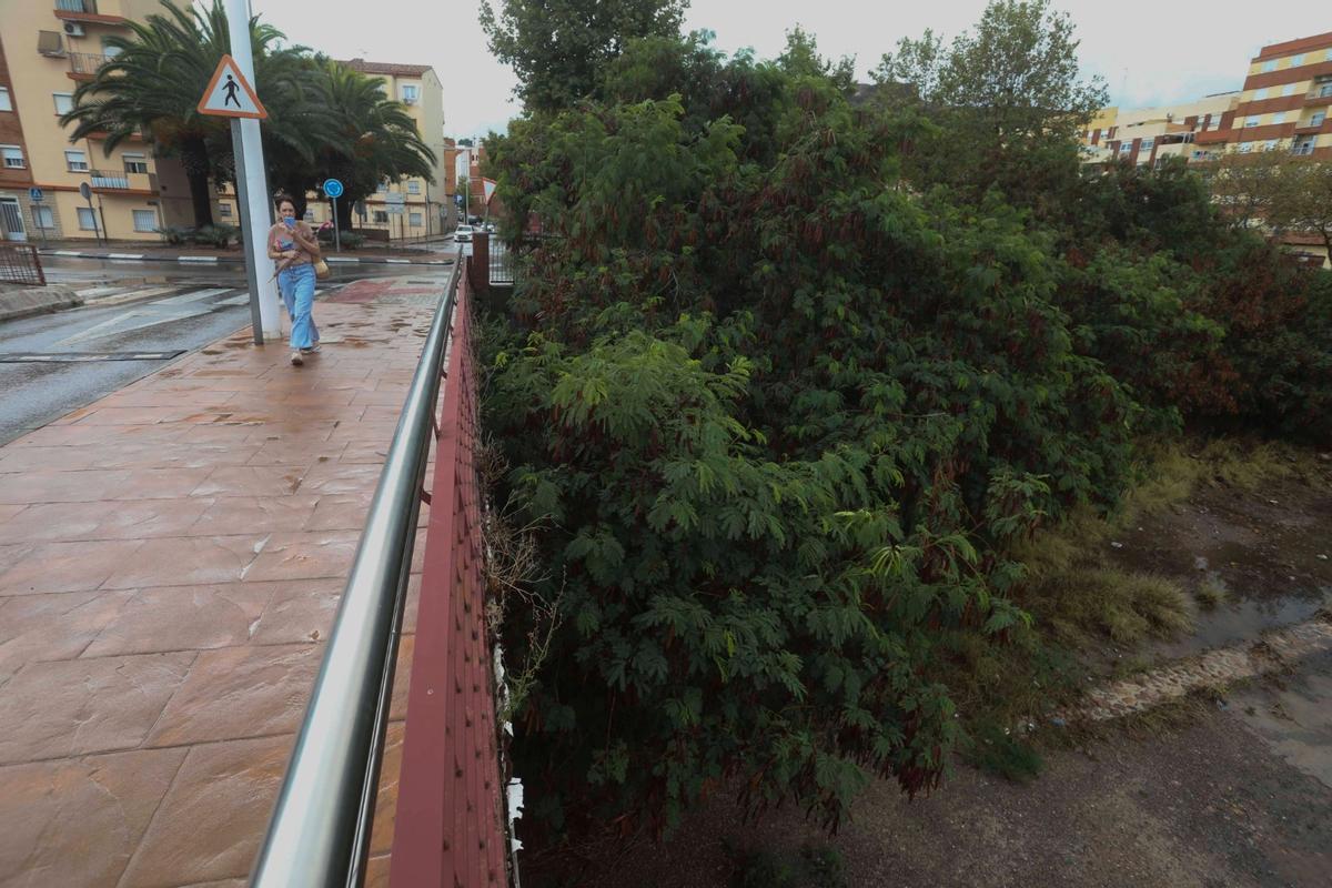 Vegetación bajo el puente del asilo.
