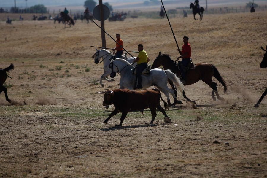 Encierro de campo en Guarrate