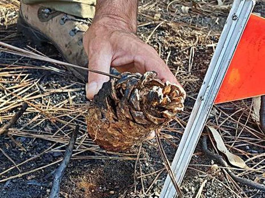 El análisis de pruebas ‘in situ’ como piñas o piedras con marcas del fuego.