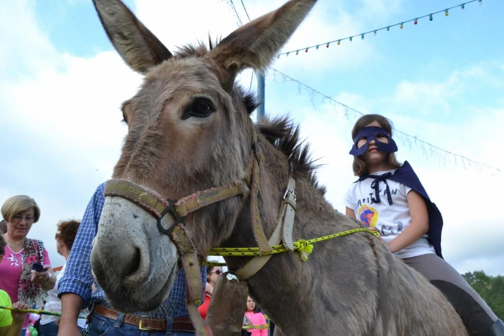 Carrera de burros en Pañeda