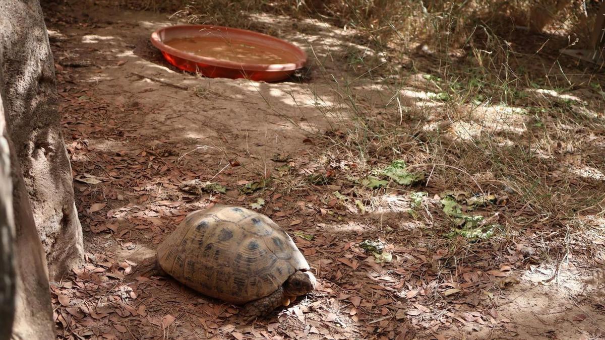 Ejemplar de tortuga mora en el Centro de Recuperación de Fauna Silvestre (CRFS) El Valle.  | J.M. LAX ASÍS