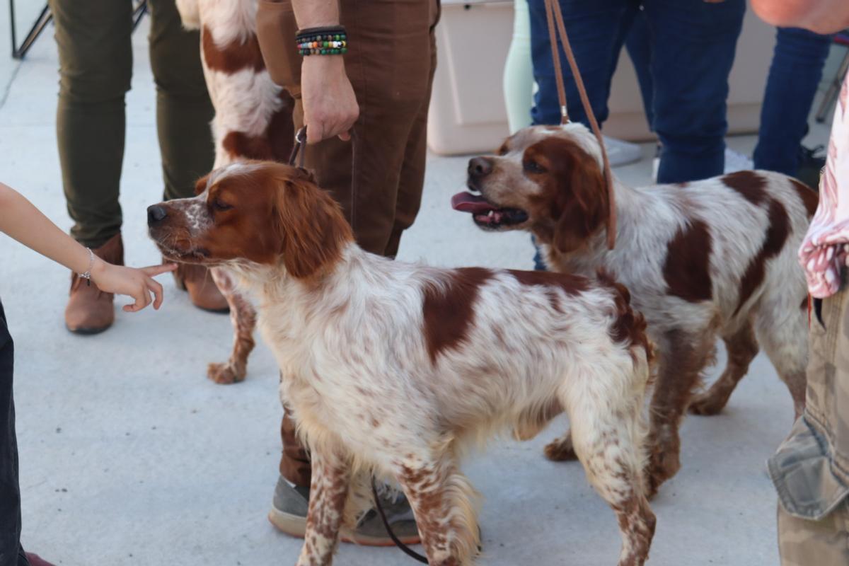 Feria del Perro de Archidona de 2024