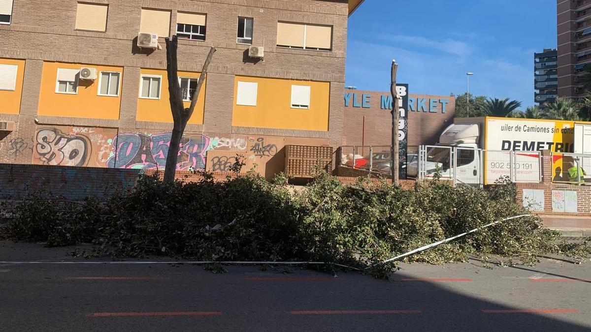Polémica por las podas “brutales” de árboles en el barrio alicantino de ...