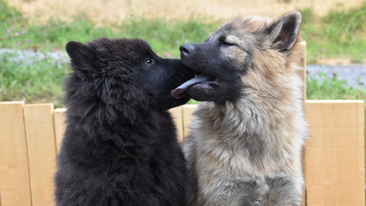 Imatge d&#039;arxiu de dos gossos de la raça Eurasier