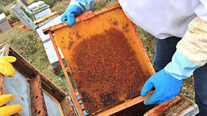 Un apicultor zamorano extrae un panel de una colmena.