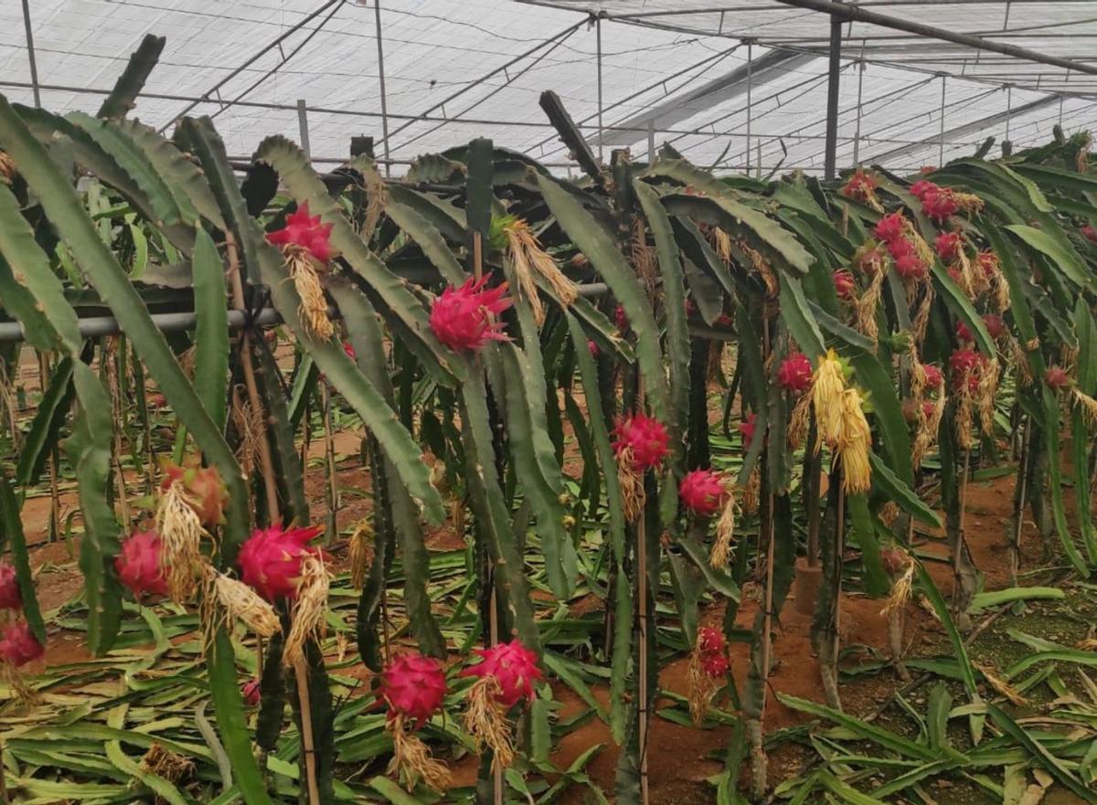 La pitaya gana presencia en la agricultura malagueña 