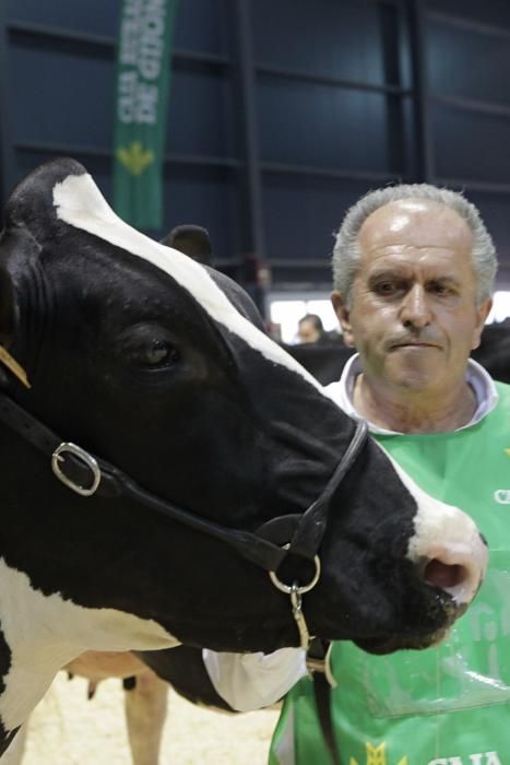 Las mejores vacas de Asturias se citan en la Feria de San Antonio de Gijón.