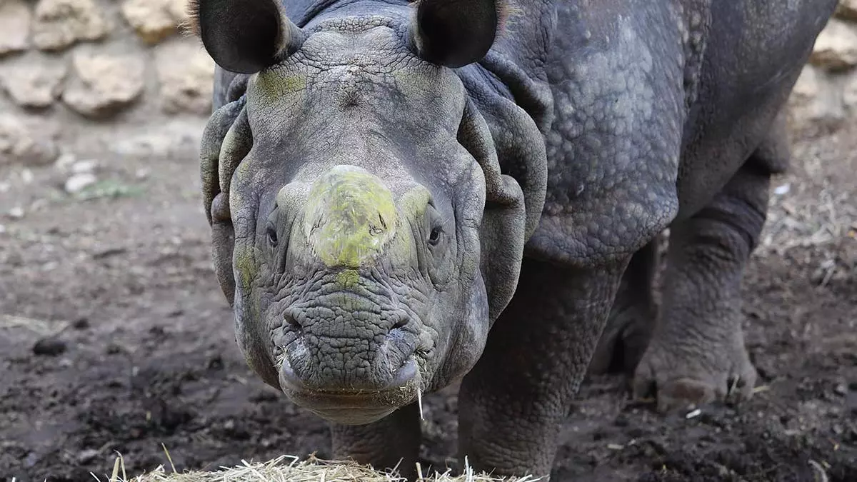 Algo asustadizo y comilón, así es 'Manas', el rinoceronte que vive en el Zoo de Córdoba desde mayo