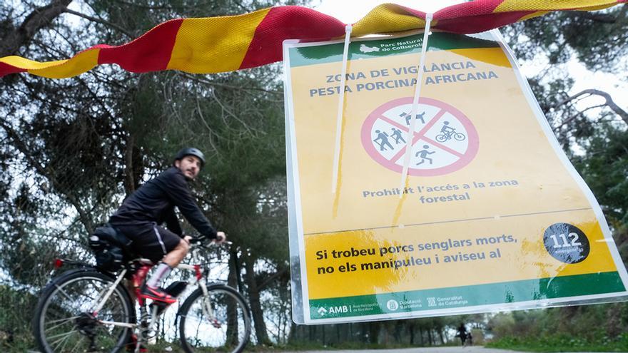 Alarma en el parque de Collserola ante el brote de peste porcina