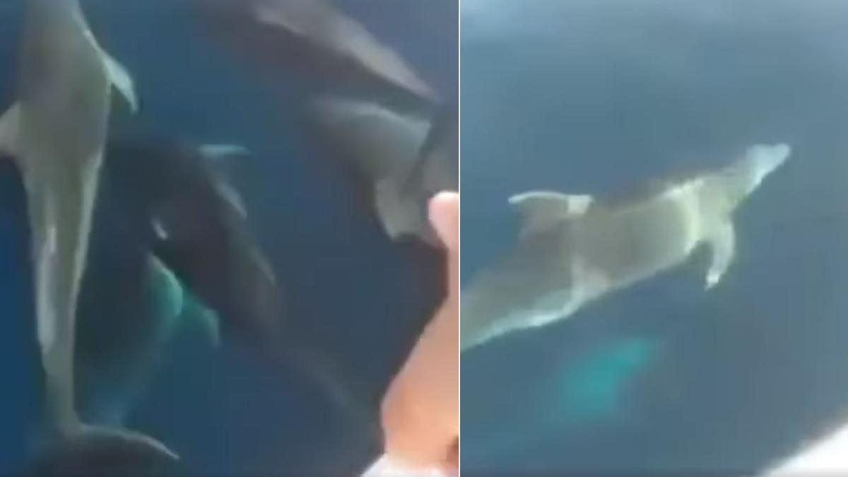 Un grupo de delfines se deja ver frente a la costa de Guardamar del Segura