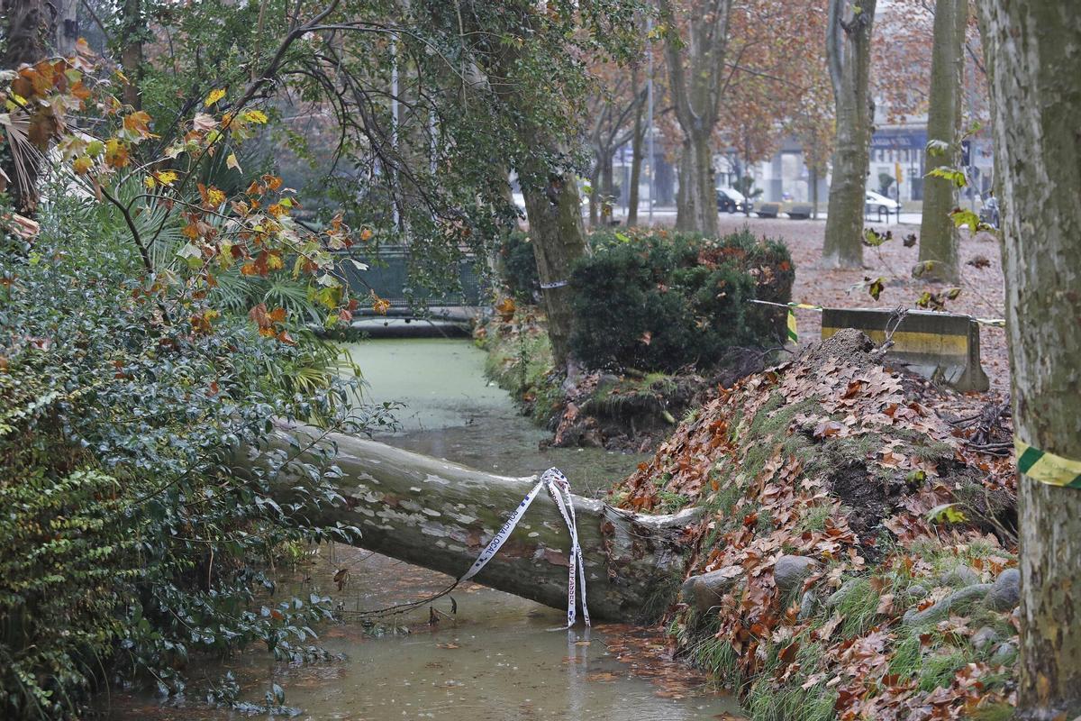 Girona. Devesa. Cau un arbre al cosat del que va caure al mes de novembre a La Rosaleda.
