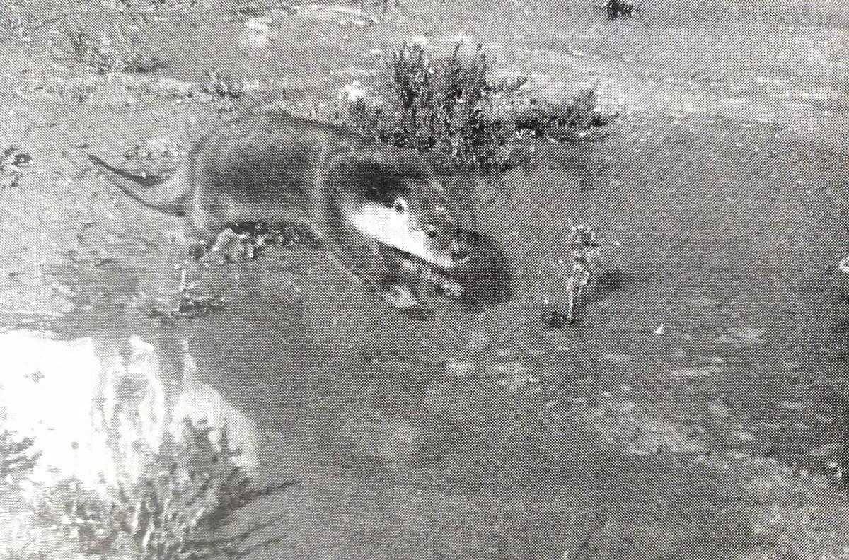 La primera llúdriga alliberada als Aiguamolls, 'Cuanti', el 14 de novembre de 1995