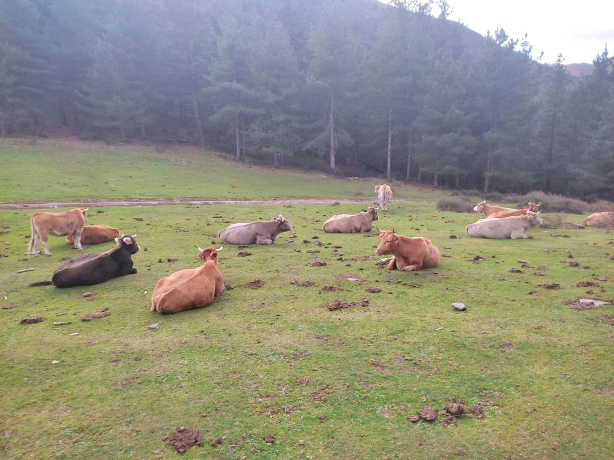 Varias vacas en un paraje del Pirineo aragonés, en una imagen de archivo.