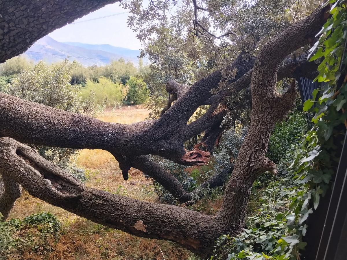 Otro detalle de la fractura sufrida por la carrasca monumental de Culla, que ha descargado la rama afectada sobre la valla colindante.