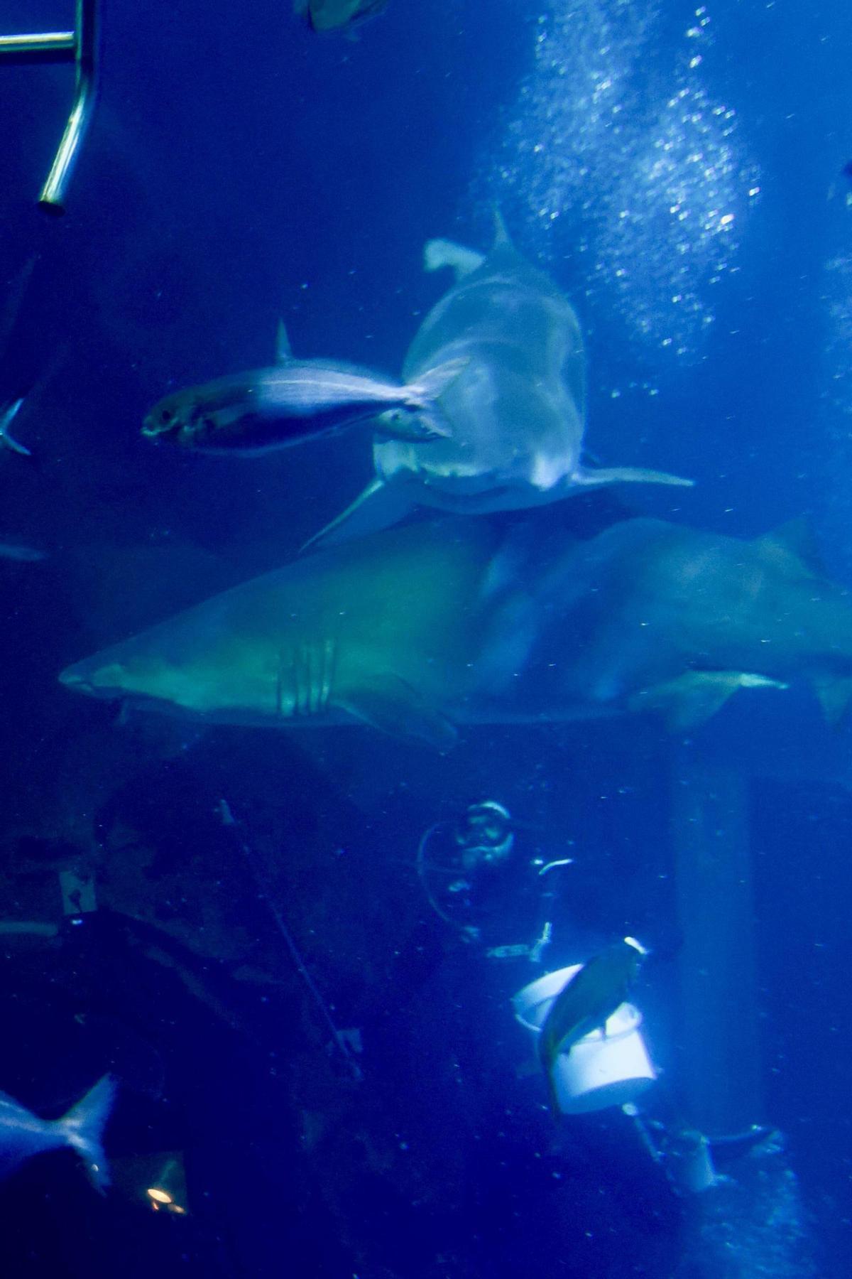 Los tiburones "Currín" y "Elisa", grandes reclamos del Acuario de Gijón (en imágenes)