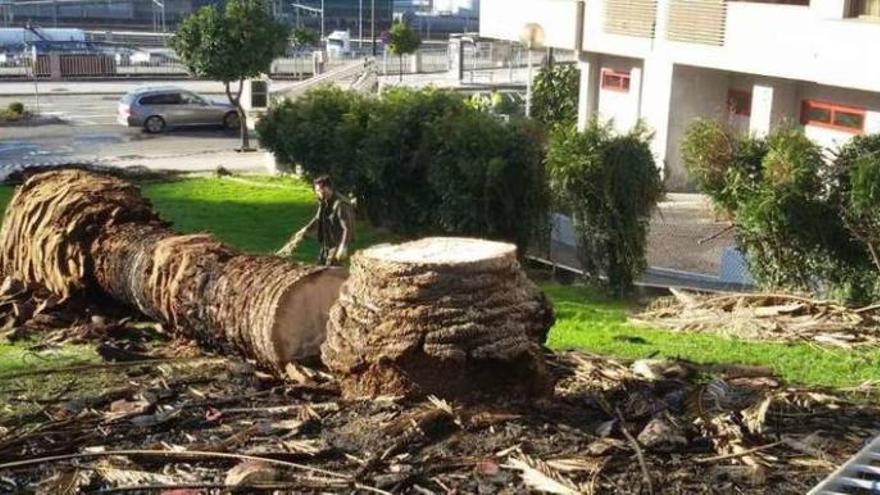 La palmera afectada por el picudo rojo y que se taló ayer en el parque María Xosé Queizán. // A.P.