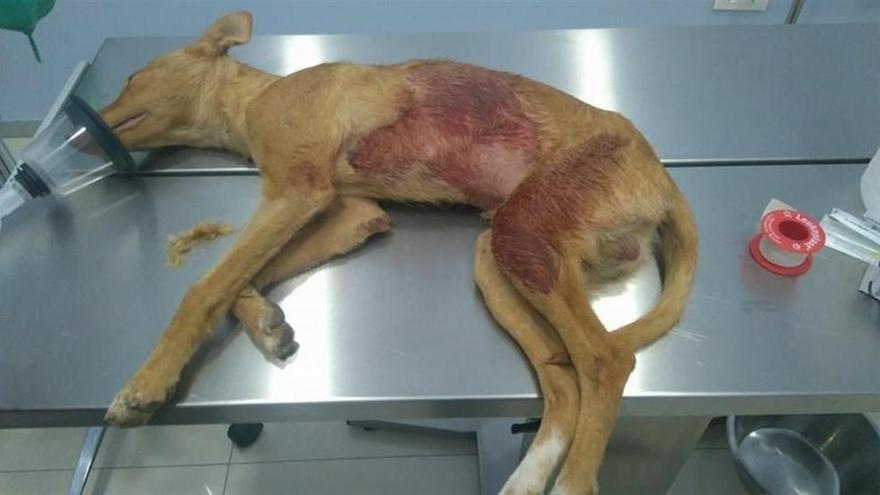 Arca de Noé pide ayuda para localizar a quien disparó a un perro