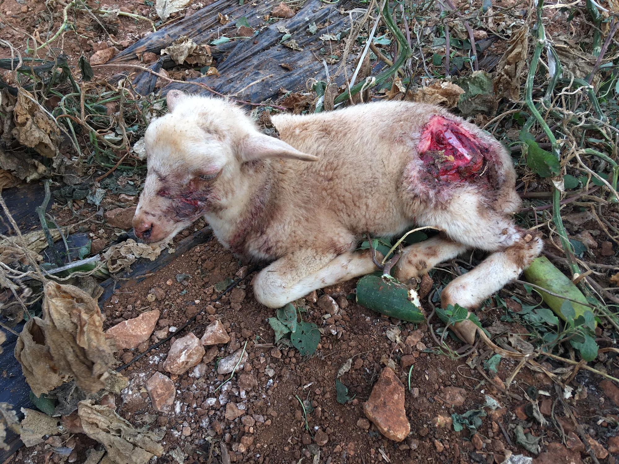 Dos perros matan a una docena de corderos en la finca de Puntiró