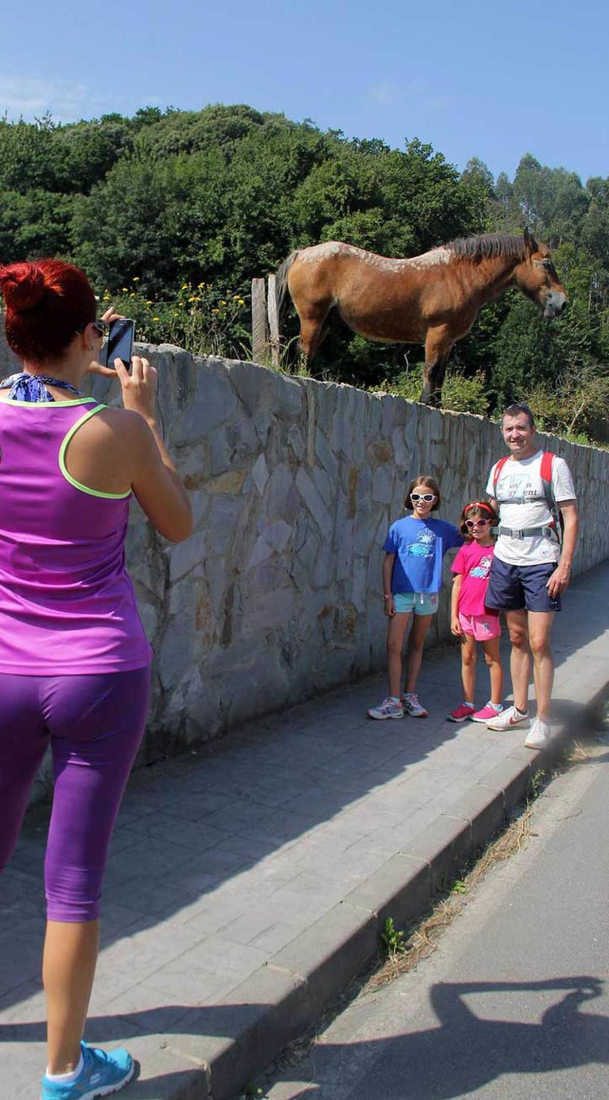 "Toto", tristeza de amor equino en Barru