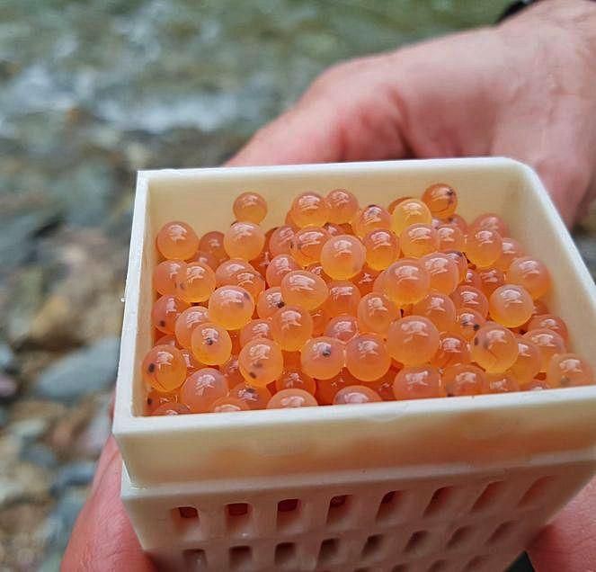 Una de las cajas incubadoras, con las huevas.
