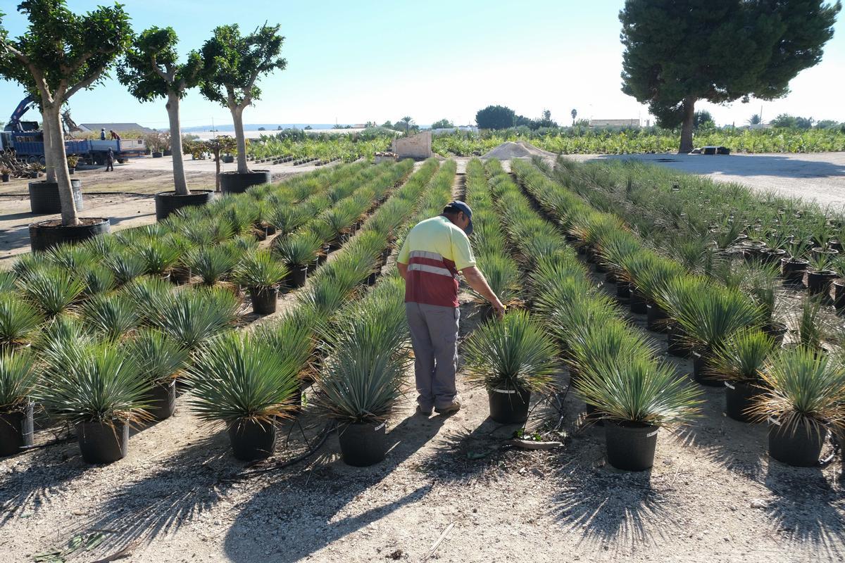 Viveros en la partida de Maitino, en Elche, que se verán afectados por el recorte del trasvase Tajo-Segura