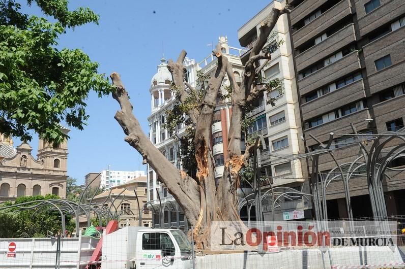 El estado final del ficus de Santo Domingo