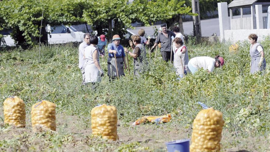 Recogida de la patata en una zona no afectada por la plaga. // N. Parga