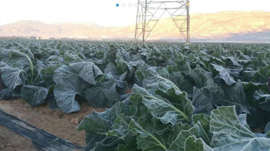 Las primeras heladas se ceban con los cultivos  de hortalizas