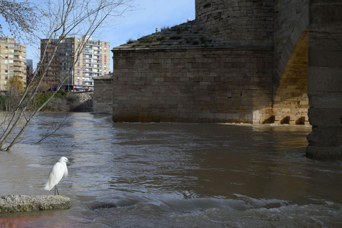 EN IMÁGENES | Crecida del río Ebro a la altura de Zaragoza