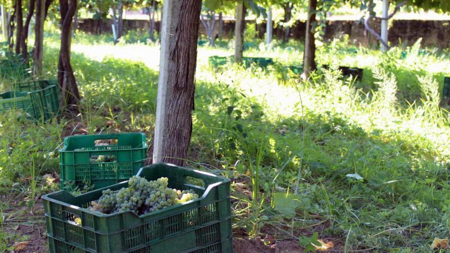 Los vinos Rías Baixas alcanzaron este año un rendimiento medio de cerca de 9.500 kilos por hectárea