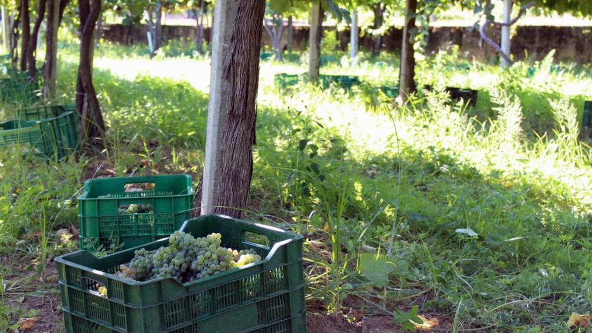 Tareas de vendimia en la comarca.