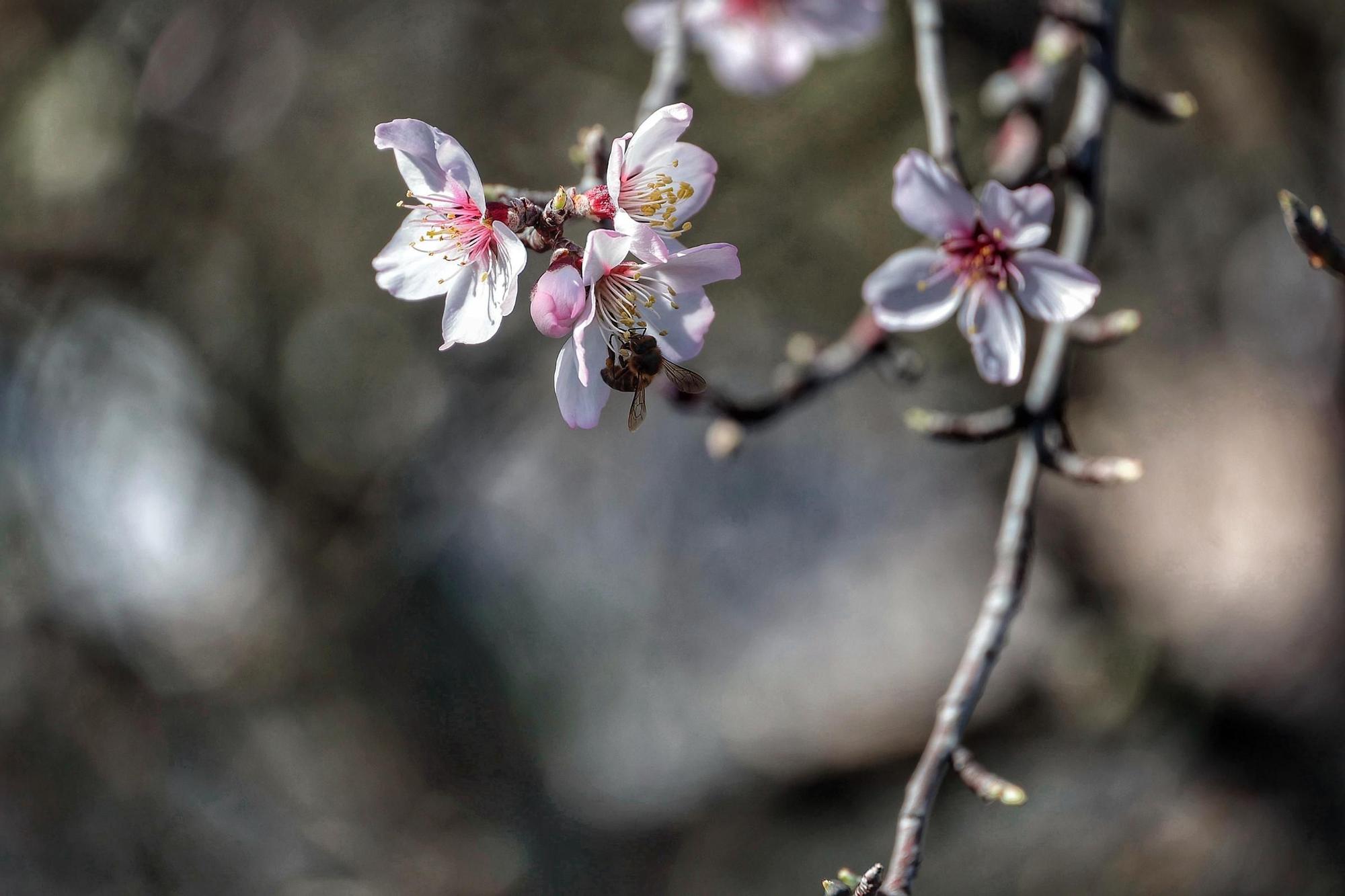 Pateos para ver el almendro en flor