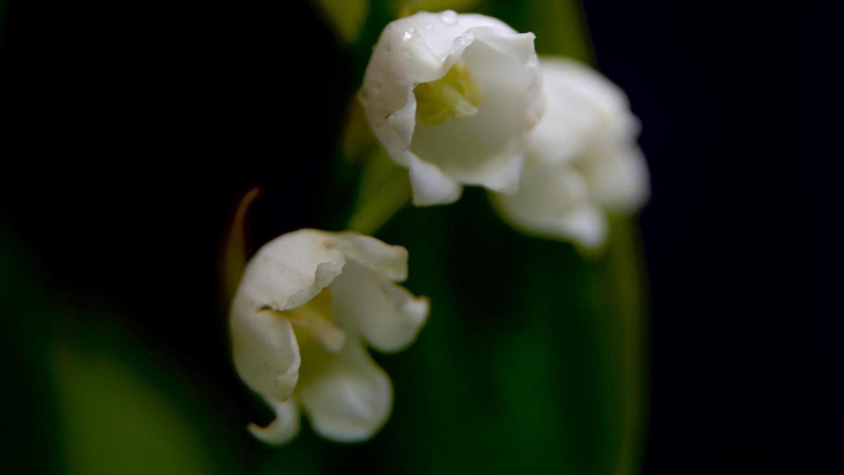 Muguet o flores del valle.