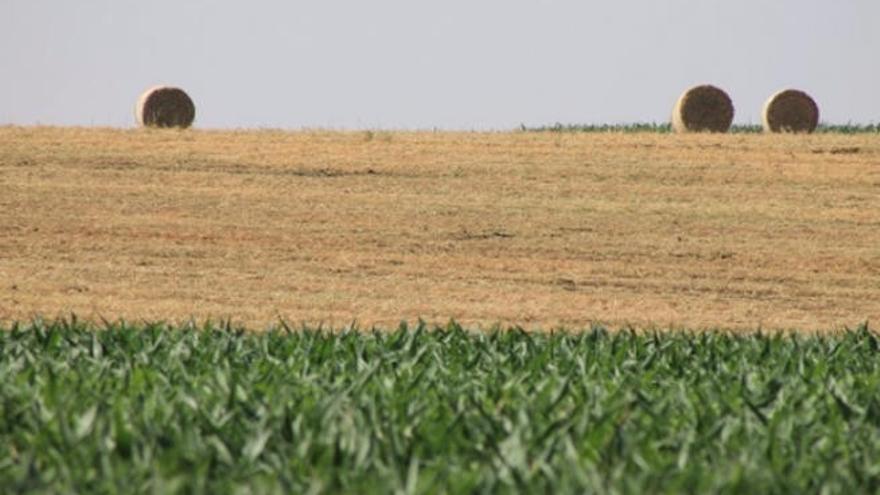 &#039;El llanto del trigo&#039;, la fuerza  del lenguaje y del terreno