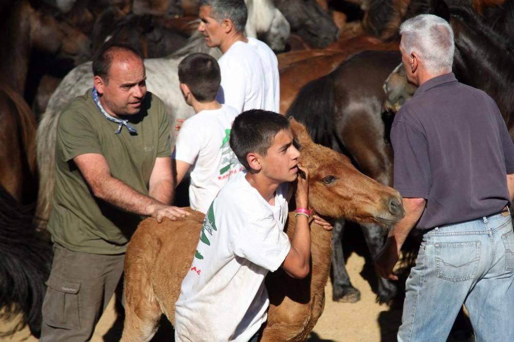 Más de quince "aloitadores" raparon a cerca de 200 caballos en el primer curro de Sabucedo