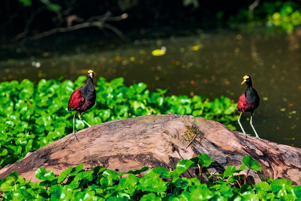 Dos ejemplares de jacana, Costa Rica