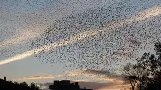 Los resultados del plan de control de estorninos en Gijón y que ha logrado diezmar sus vuelos por la zona centro